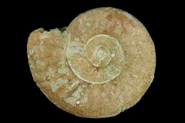 Ammonite (Orthosphinctes) Fossil - Germany #125607